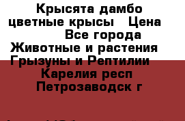 Крысята дамбо цветные крысы › Цена ­ 250 - Все города Животные и растения » Грызуны и Рептилии   . Карелия респ.,Петрозаводск г.